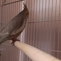 جفت عروس هلندی بالغ جوجه گرفتم معاوضه با قناری|پرنده|صدرا-فارس, فاز ۱|دیوار