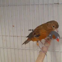 گم شده قناری