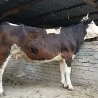 گاو سیمینتال اوله ۷نفره چاق خمیر خمیر سنگین گوساله