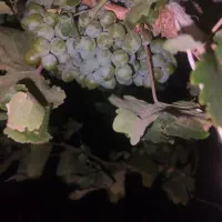غوره انگور