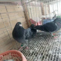 پلاکی نشسته با مدرک|پرنده|اصفهان, سلطان‌آباد|دیوار