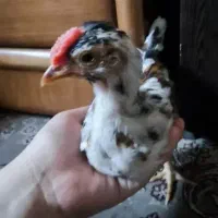 25 عدد جوجه گلین اصل 2 ماهه 10 میلیون مقطوع