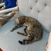 واگذاری گربه اقیم ماده|گربه|رودهن, |دیوار