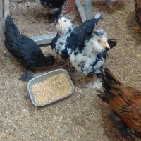 جوجه کاکلی لهستانی پاپر سلطان