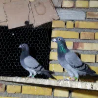 رنگی و پلاکی معاوضه هم دارم|پرنده|گنبد کاووس, |دیوار