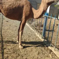 شتر ماده جوان چاق قصابی مالداری|حیوانات مزرعه|رضویه, |دیوار