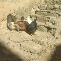 مرغ تخمگذار محلی