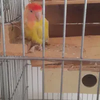 ۲ عدد طوطی برزیلی