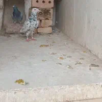 جفت سار عالی  مخصوص جوجه