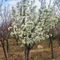 باغ ویلا استثنایی مزایده