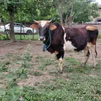گاو آبستن ۸ماه تضمینی شیری