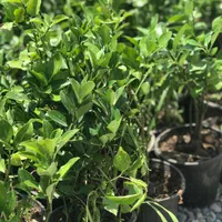 شمشاد سبز ریشه پر گلدانی فقط ۲۰