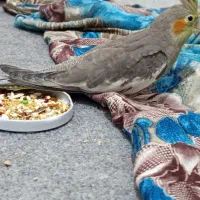 بچه عروس هلندی