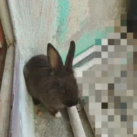 خرگوش لپ دار بهترین نژاد دو رگه هستش|موش و خرگوش|دوگنبدان, |دیوار