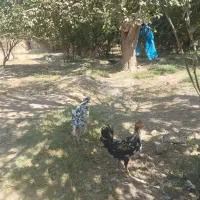 سه تا جوجه خروس گلین و چهار تا جوجه مرغ ماشینی|حیوانات مزرعه|کاشان, راوند|دیوار