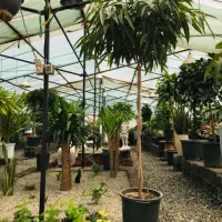 گل و گیاه آپارتمانی