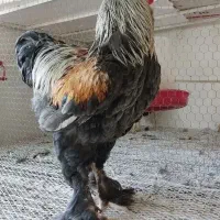 فروش انواع تخم مرغ برهما و ویاندوت (سیلور)|حیوانات مزرعه|قنوات, |دیوار