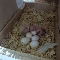 عروس هلندی با جوجه