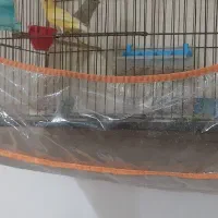 یک جفت قناری|پرنده|رشت, حومه رشت|دیوار