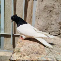 دسته رنگی ۶۰تایی|پرنده|اهواز, گلستان|دیوار