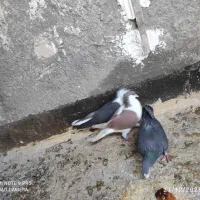 کبوتر کفتر چپ ساده زاغ کرمونی