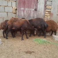 یک جفت شیشک زاییده بره دار درشت