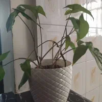 گل و گیاه|گل و گیاه طبیعی|کرج, ساسانی (قلمستان)|دیوار