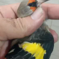 سهره کرمانی نر