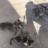 بچه گربه خانگی