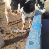 گوساله گاو گوسفند بز بره میش