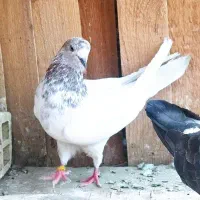 کفتر پرشی حیون حسابی بپر  به شرط