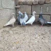 کبوتر های  خاص واس خاص پسند|پرنده|گنبد کاووس, |دیوار