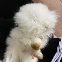 خرگوش مینی لوپ ترکیش|موش و خرگوش|ورامین, ورامین|دیوار