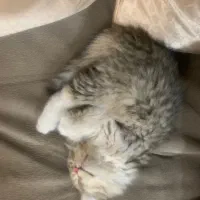 واگذاری بچه گربه