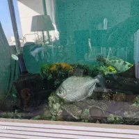 آکواریوم|ماهی|مراغه, |دیوار