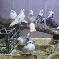 طوطی هلندی برزیلی کبوتر کاملا سالم