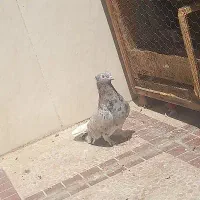 هفت رنگ دم سفید|پرنده|مشهد, گلبرگ شمالی|دیوار