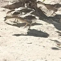 چهار عدد قاز|حیوانات مزرعه|صومای برادوست, |دیوار