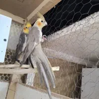 جفت عروس هلندی مولد 4تا تخم گذاشته با یک جوجه