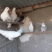 تعدادی کفتر نر وماده