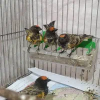جوجه سهره وگلبسر گلدار دهن زن پرتقالی|پرنده|شیراز, کوی زهرا|دیوار