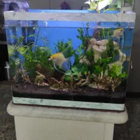 اکواریوم پلنت