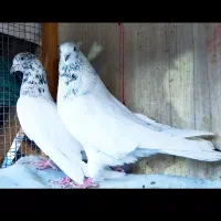 کبوتر زحمت کشیده گرویی تیرماهی