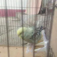 مرغ عشق