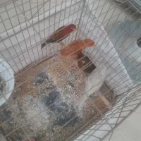 قناری سوخته سرخ|پرنده|جیرفت, |دیوار