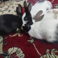 بچه خرگوش های خوشگل و کوچیک