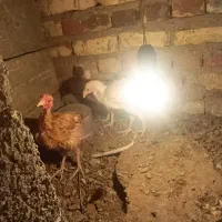 جوجه محلی  شروه ای|حیوانات مزرعه|تیمور آباد, |دیوار