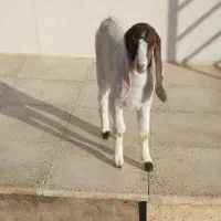 فروش بز وگوسفند بره دار