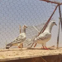 دوتا بدرنگ شامی نر گردن کلفت