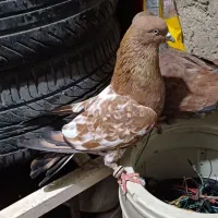 کبوتر کله ای